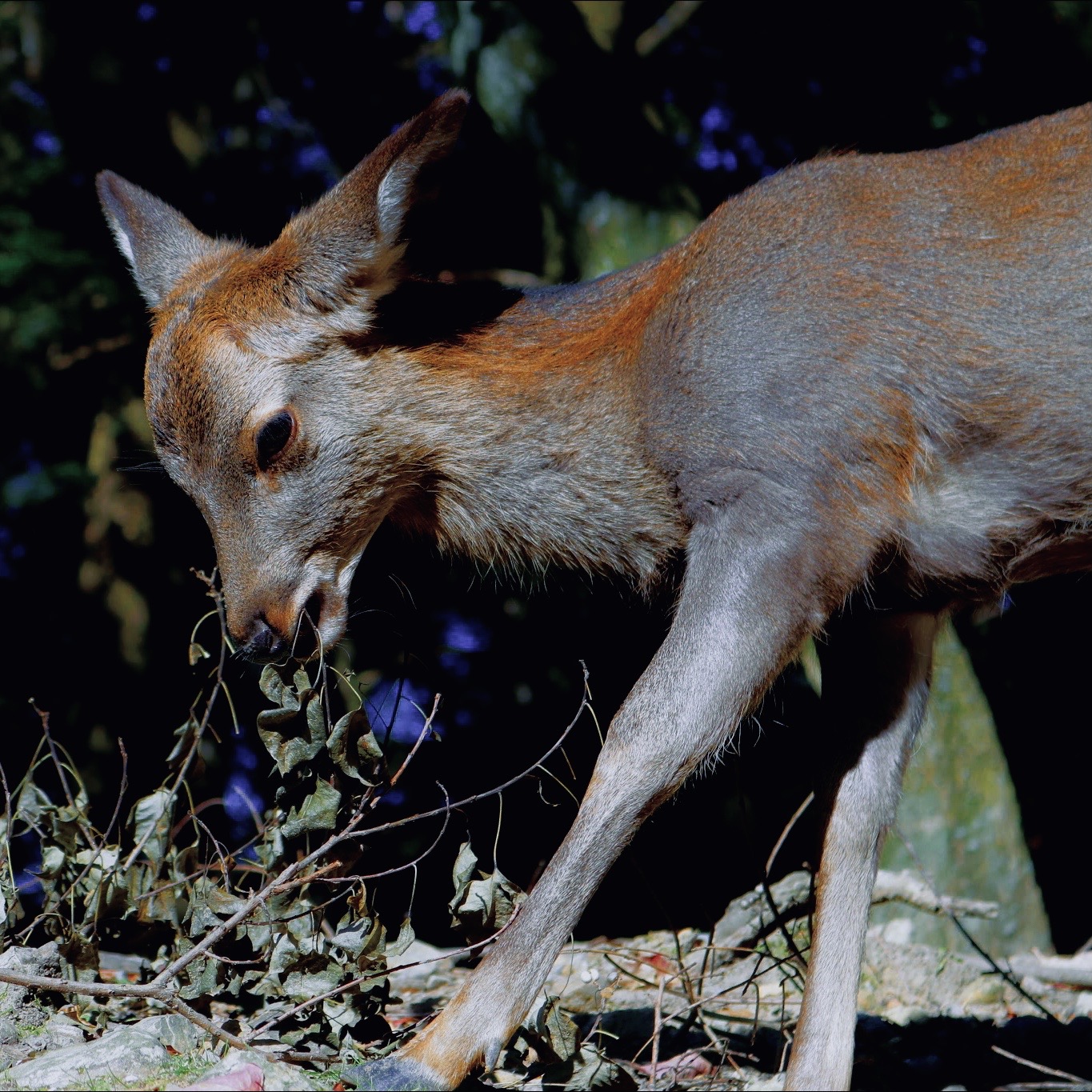Yui Yuiのアバター